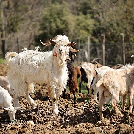 Serre  Casa Agricola Scorziello 빌라 외부 사진