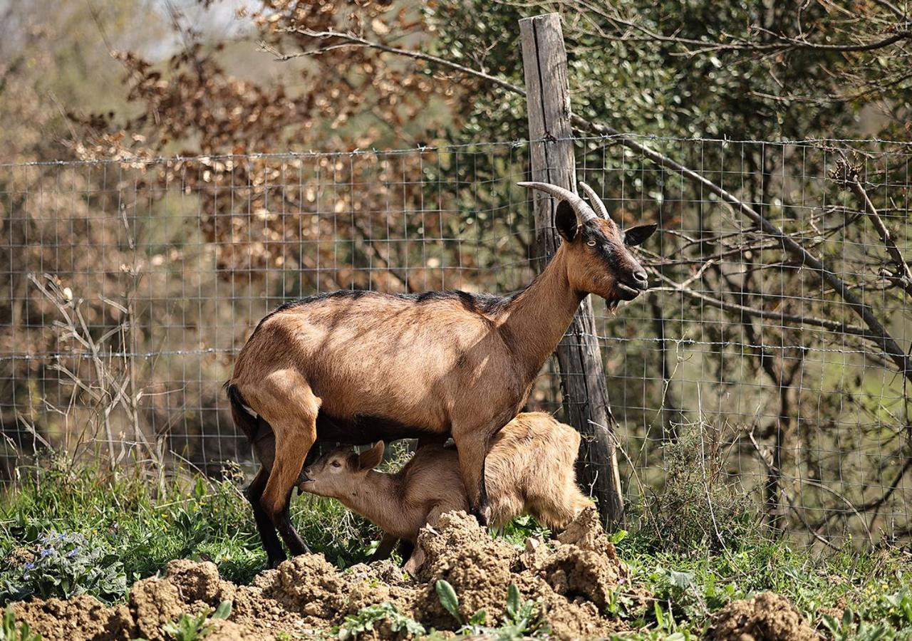 Serre  Casa Agricola Scorziello 빌라 외부 사진